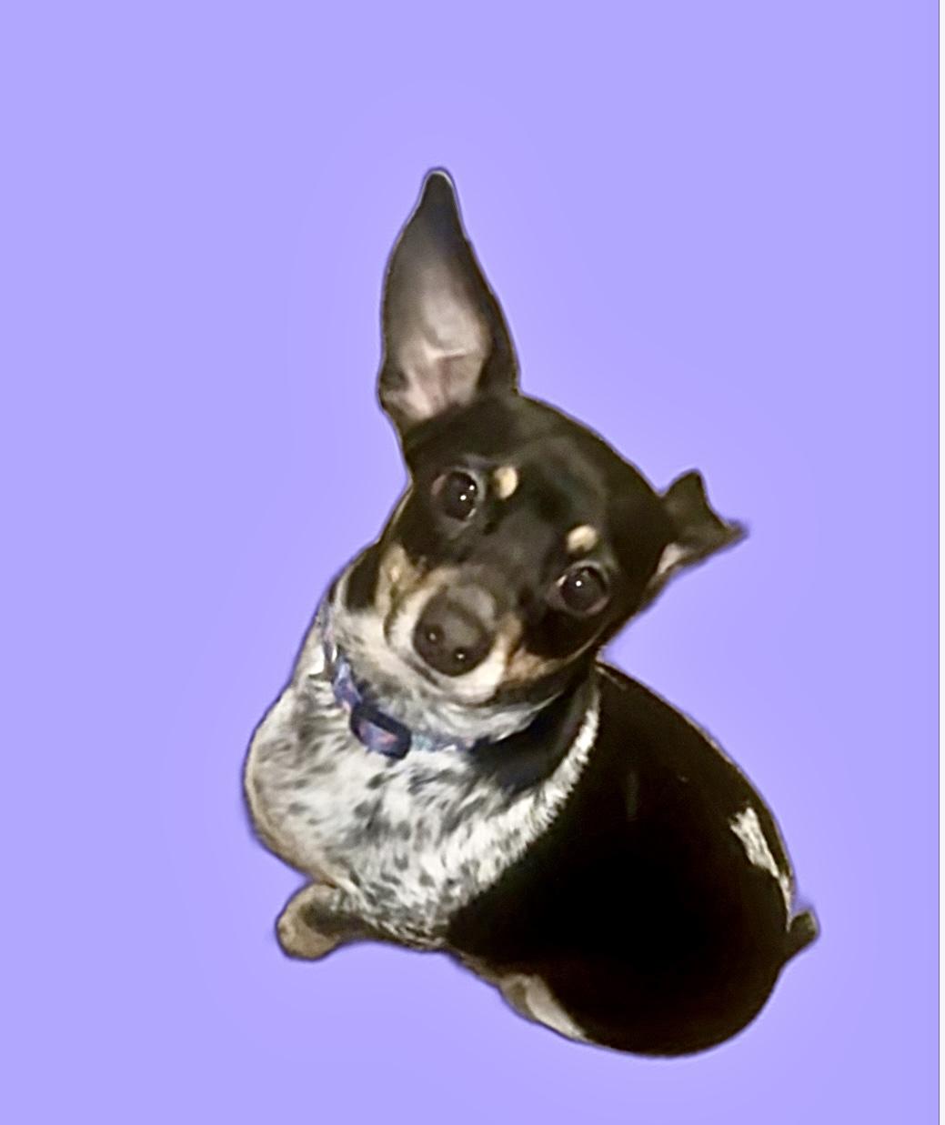 Enlarge Jewel, an adoptable mixed breed in Baton Rouge, LA image 2/3