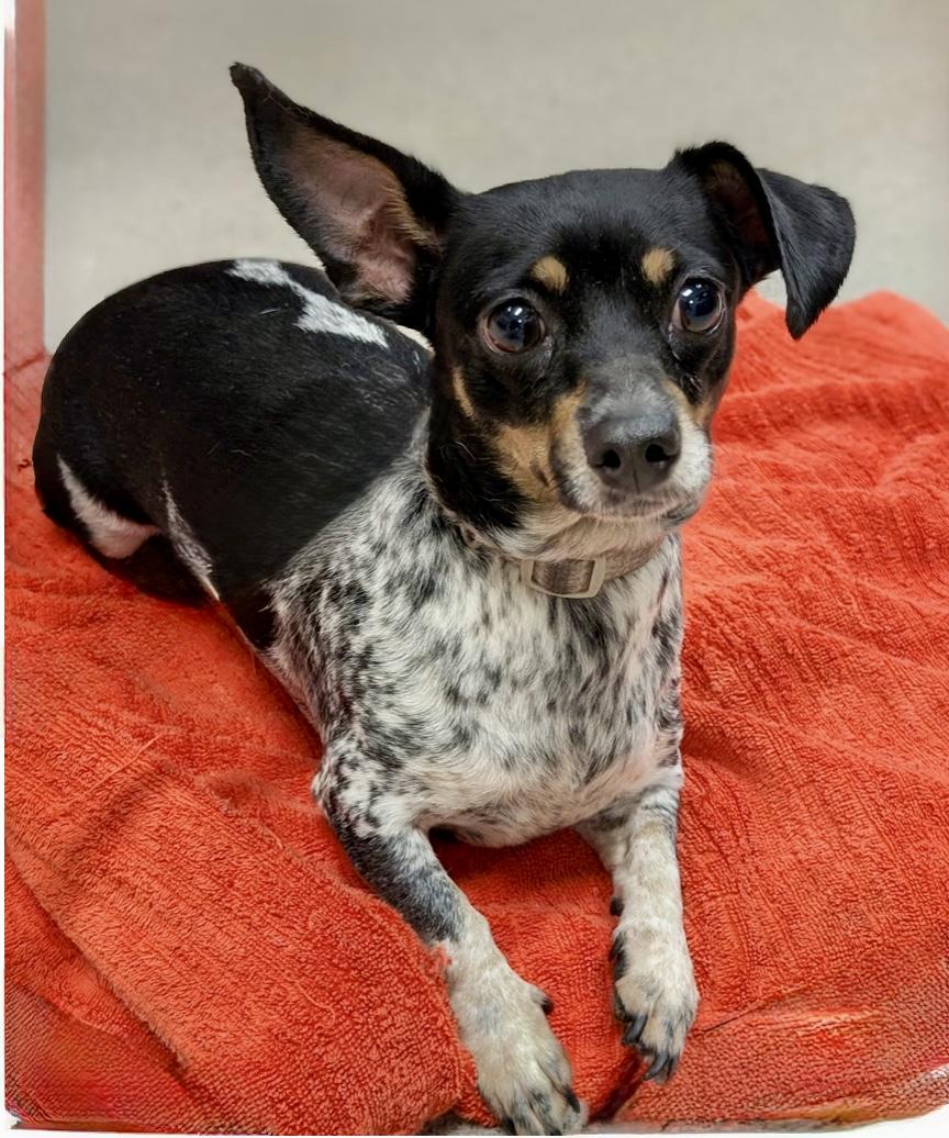 Enlarge Jewel, an adoptable mixed breed in Baton Rouge, LA image 3/3