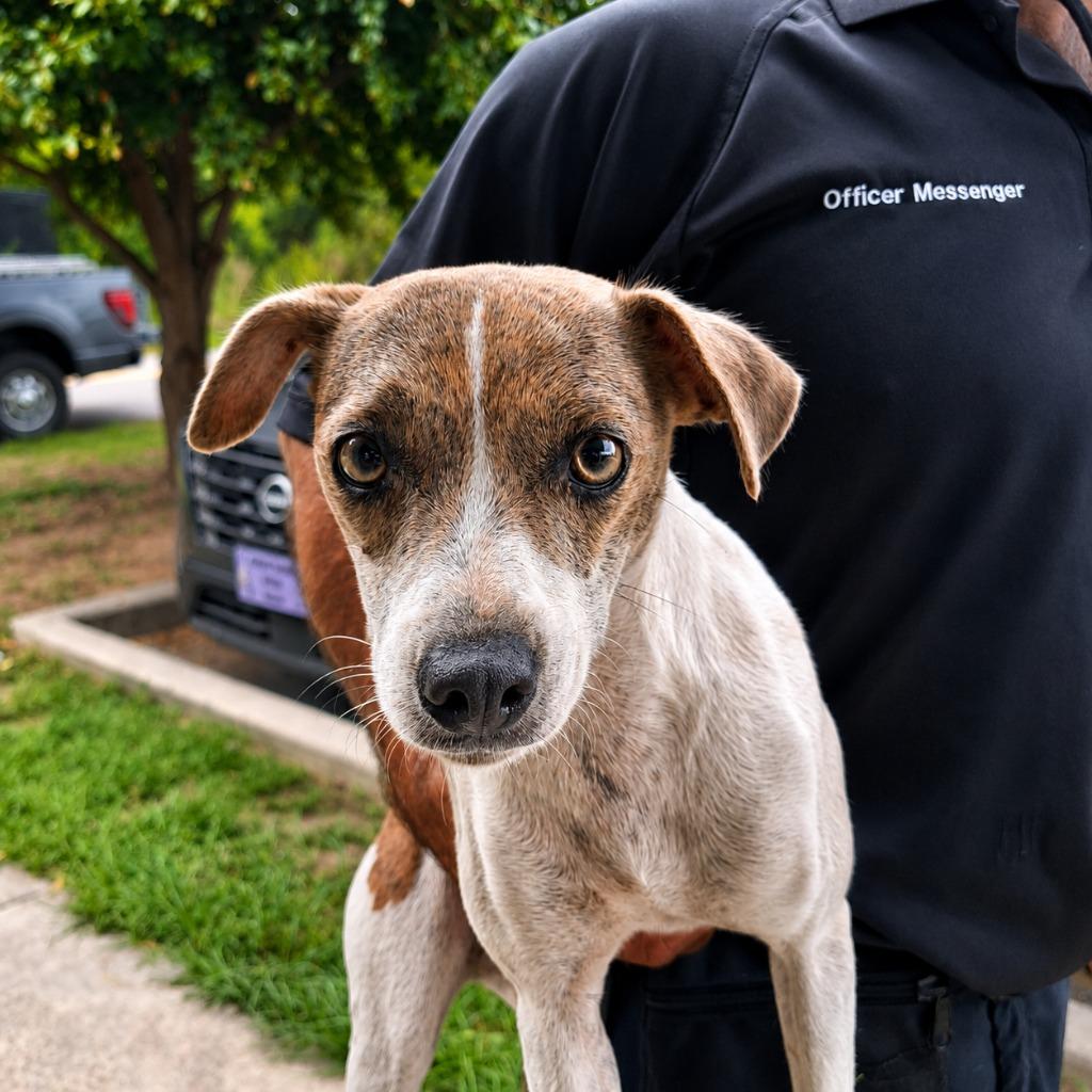 Juliana, Adoptable, Young Female Terrier.