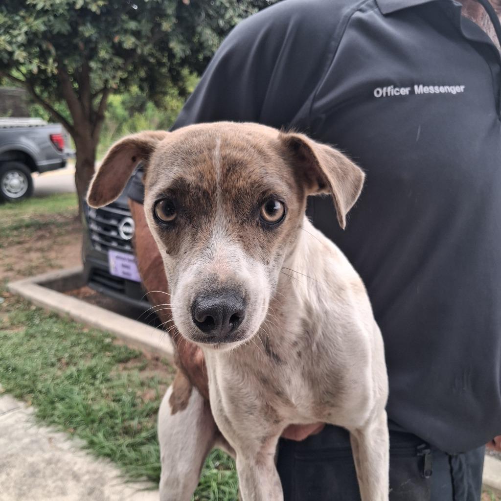 Enlarge Juliana, a Adoptable Terrier in Gautier, MS image 2/2