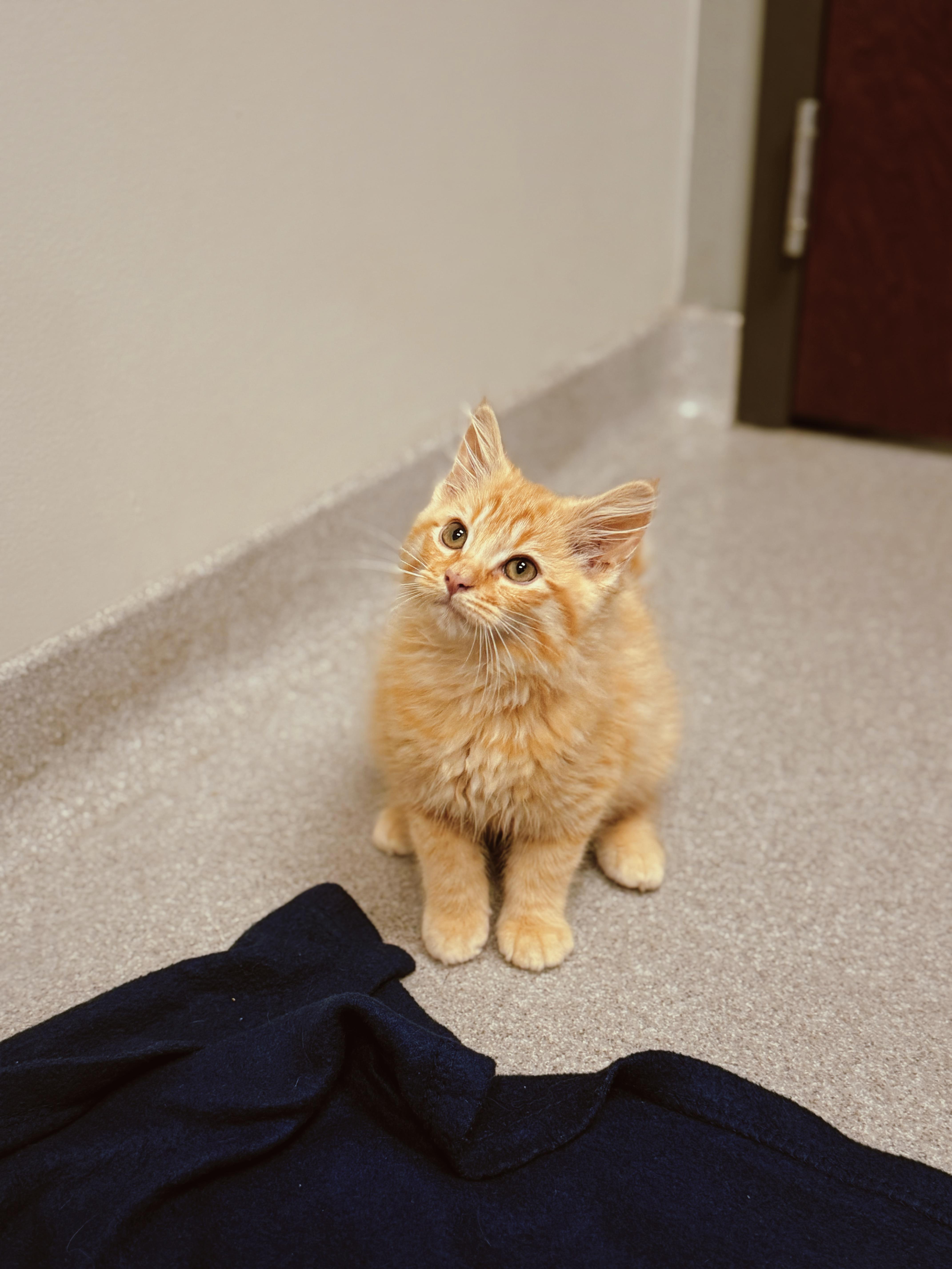 Miles Morales, adopted, Kitten Male Domestic Long Hair.