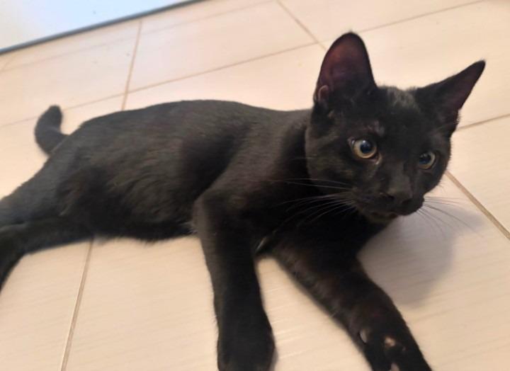 Enlarge Sammy, an adopted Domestic Short Hair in Hamilton, ON image 2/2