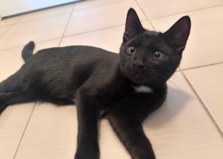 Enlarge Sammy, an adopted Domestic Short Hair in Hamilton, ON image 1/2