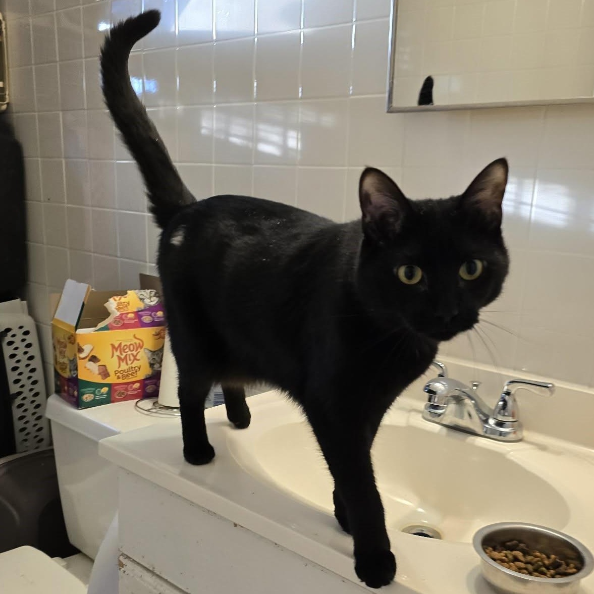 Althea , ADOPTABLE, Kitten Female Domestic Short Hair & Bombay.