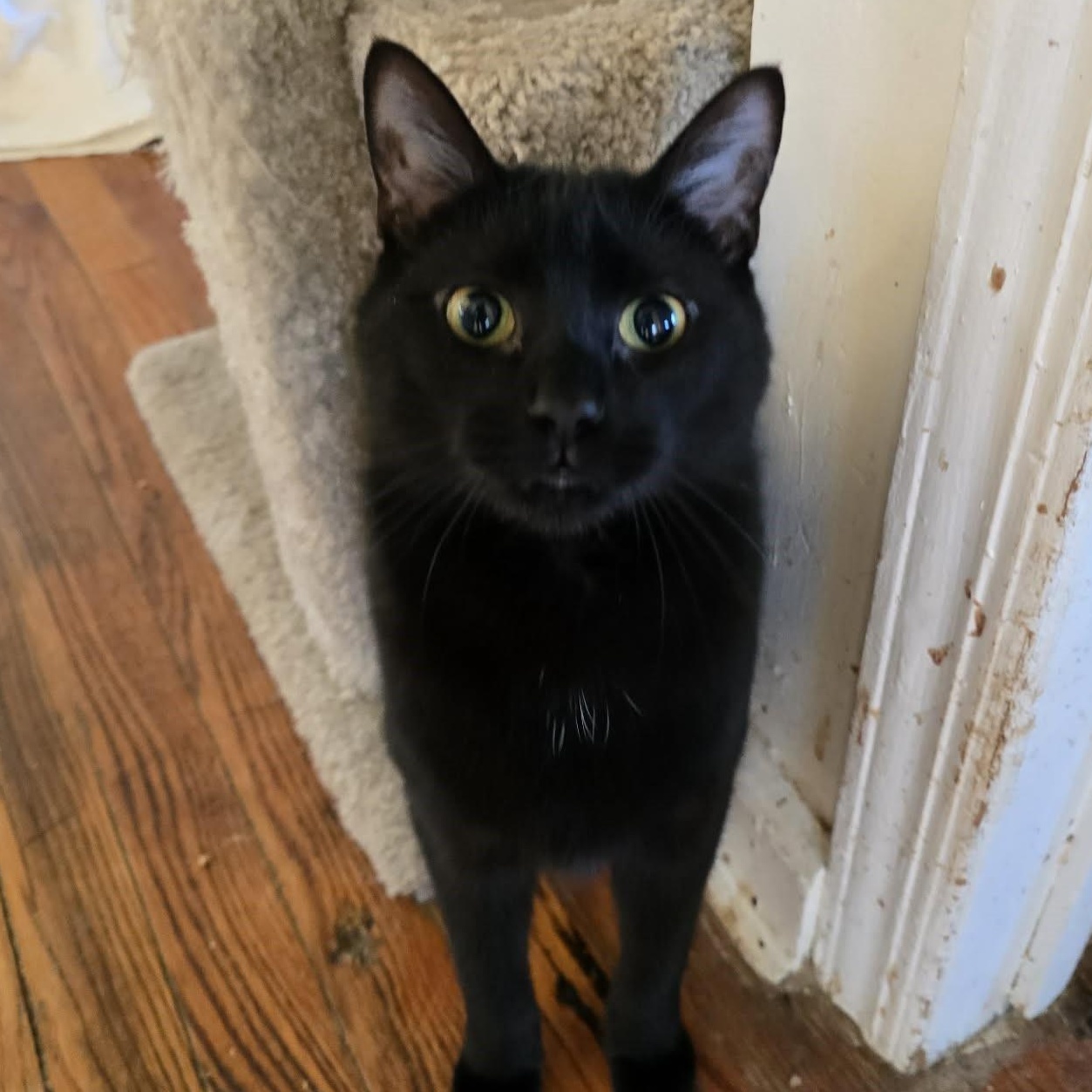 Enlarge Althea , a ADOPTABLE mixed breed in Huntington, NY image 2/3