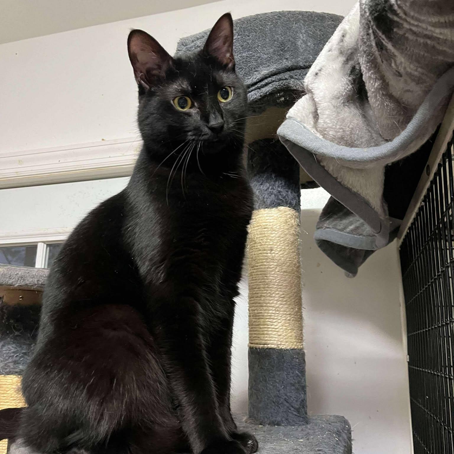 Enlarge Althea , a ADOPTABLE mixed breed in Huntington, NY image 3/3