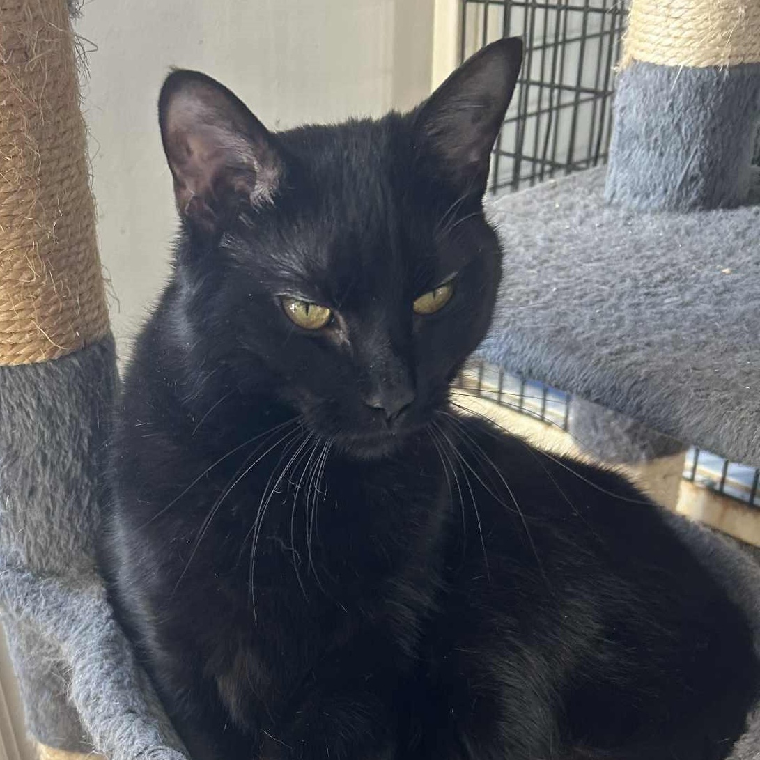 Althea , a ADOPTABLE mixed breed in Huntington, NY image 1/4