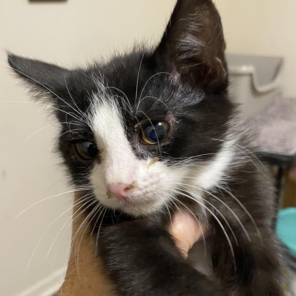 Carl 1854RJ09, Adoptable, Kitten Male Domestic Short Hair.