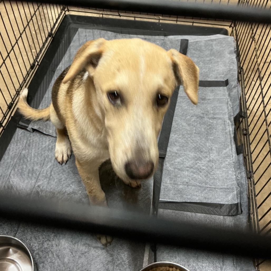 Buzz Lightyear, Adoptable, Puppy Male Mixed Breed & Vizsla.