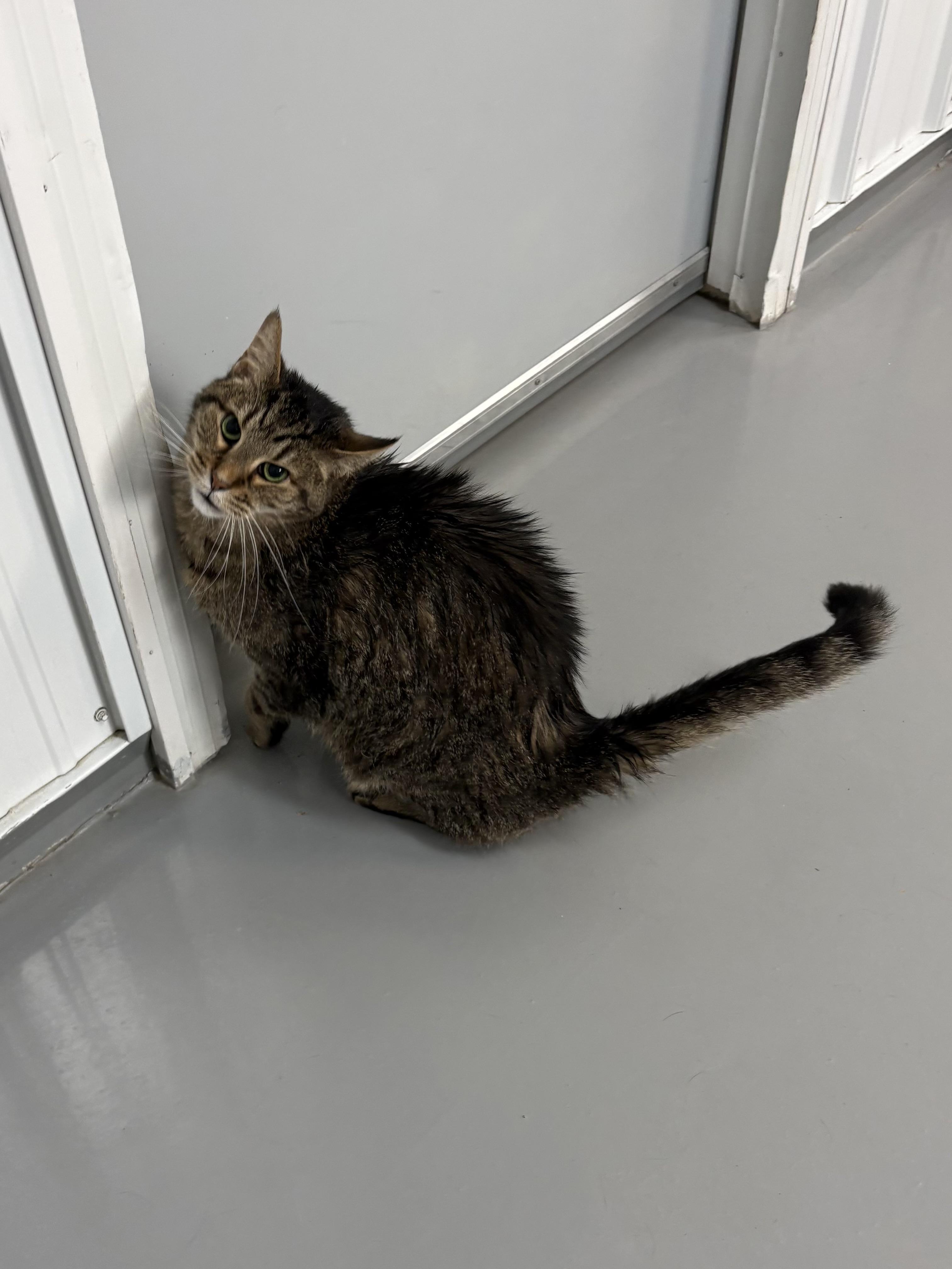 Enlarge Chip, a ADOPTABLE American Shorthair in Big Rapids, MI image 4/4