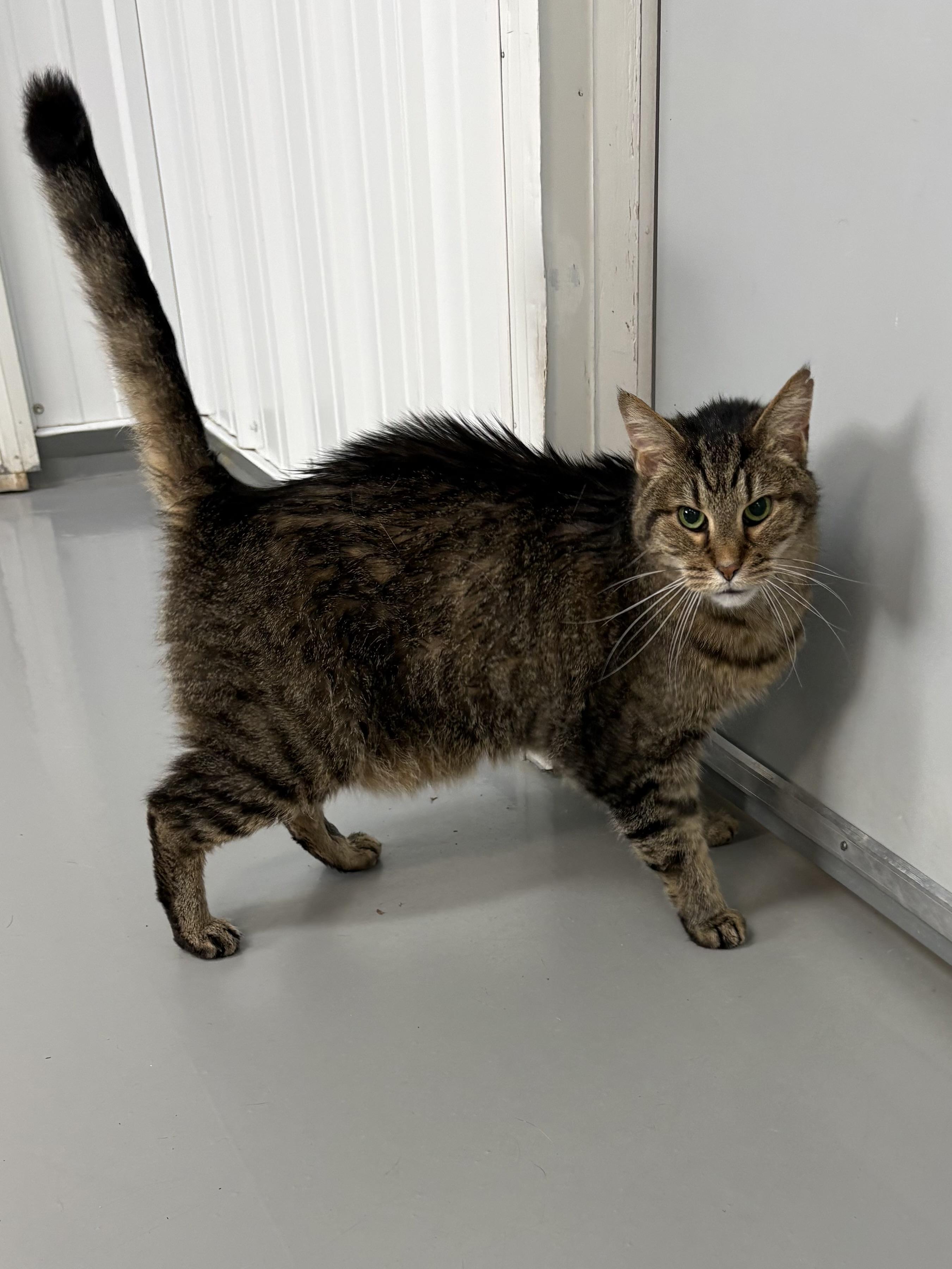 Enlarge Chip, a ADOPTABLE American Shorthair in Big Rapids, MI image 3/4