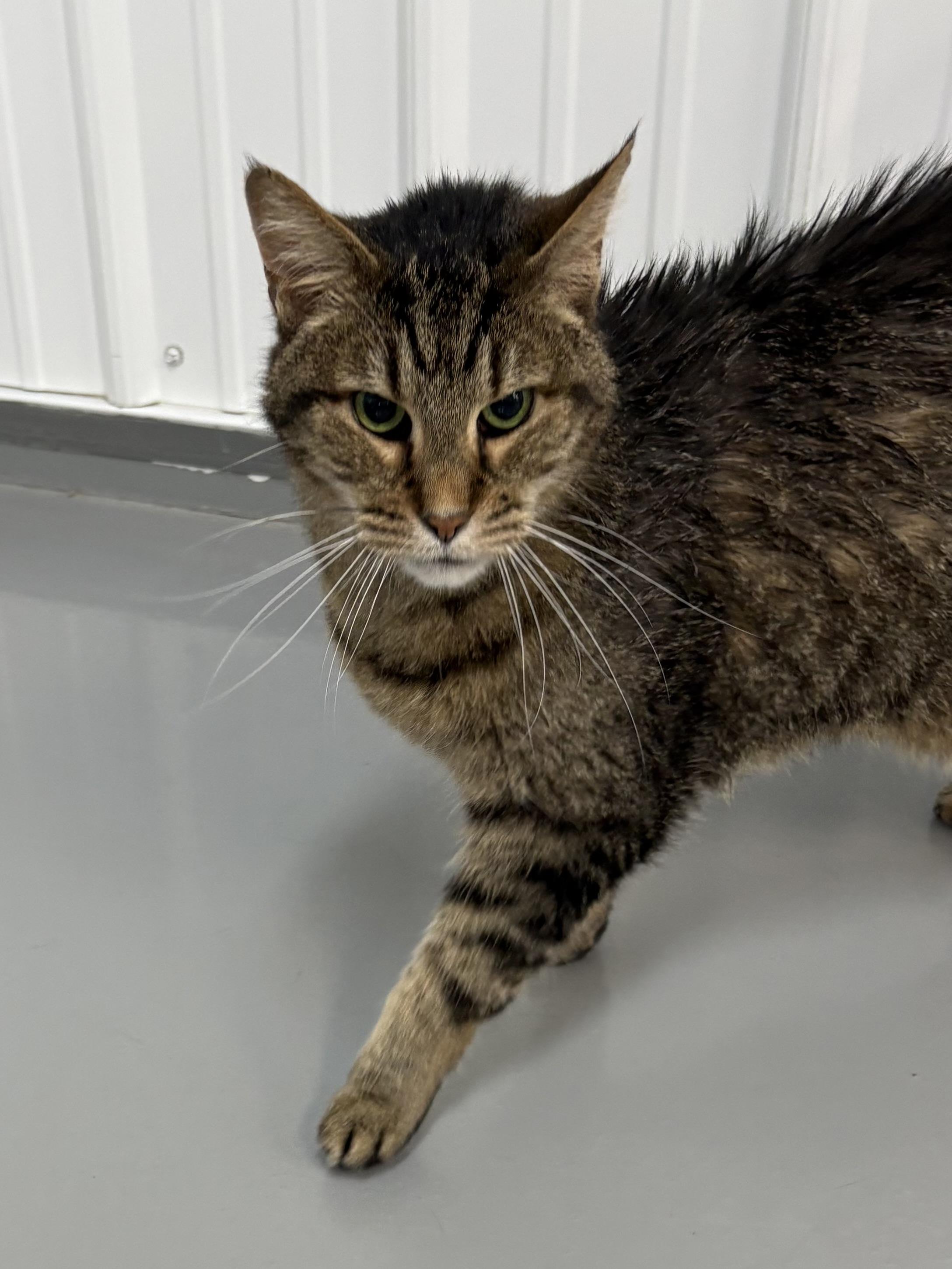 Chip, ADOPTABLE, Adult Male American Shorthair.