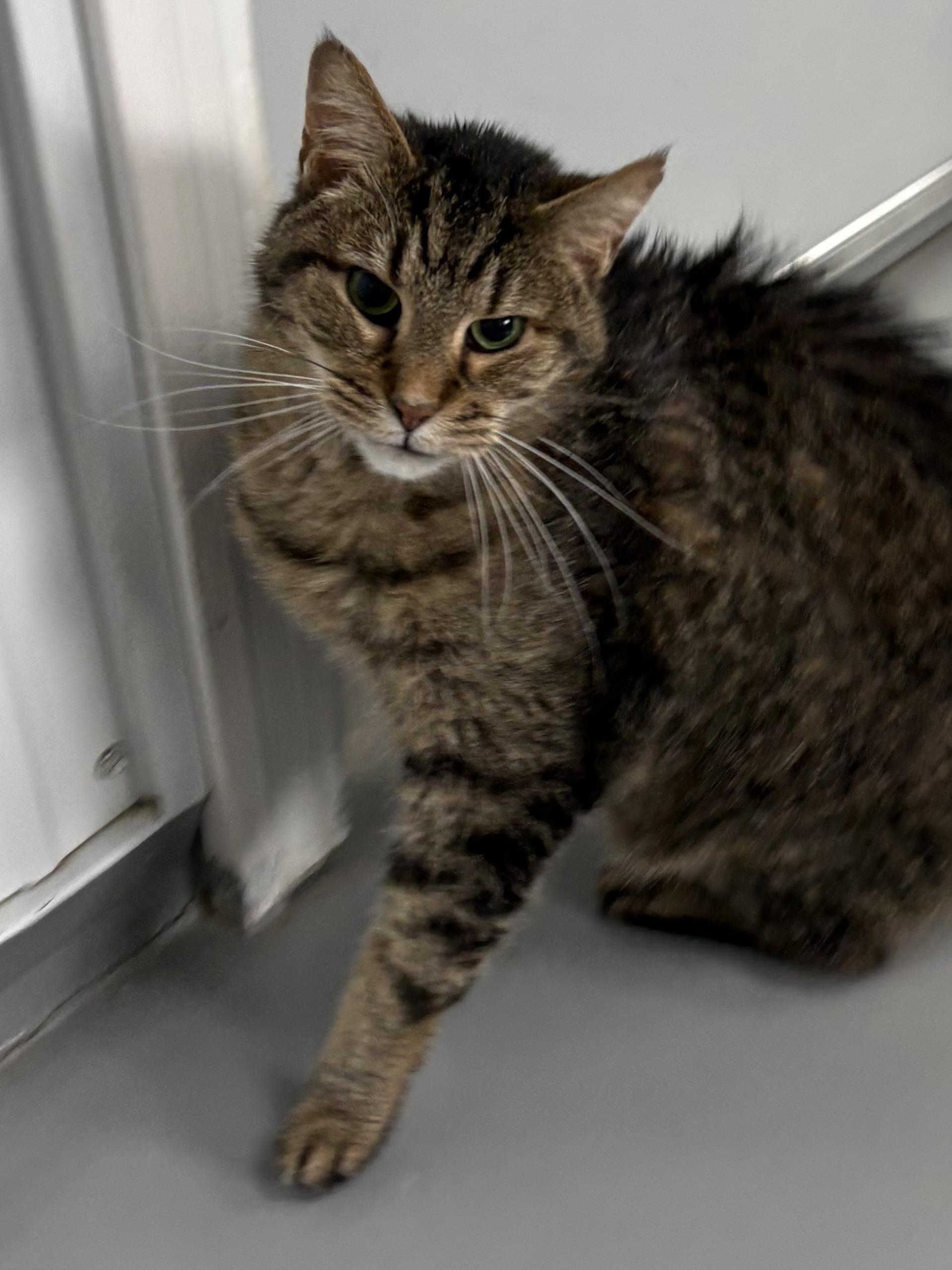 Enlarge Chip, a ADOPTABLE American Shorthair in Big Rapids, MI image 2/4