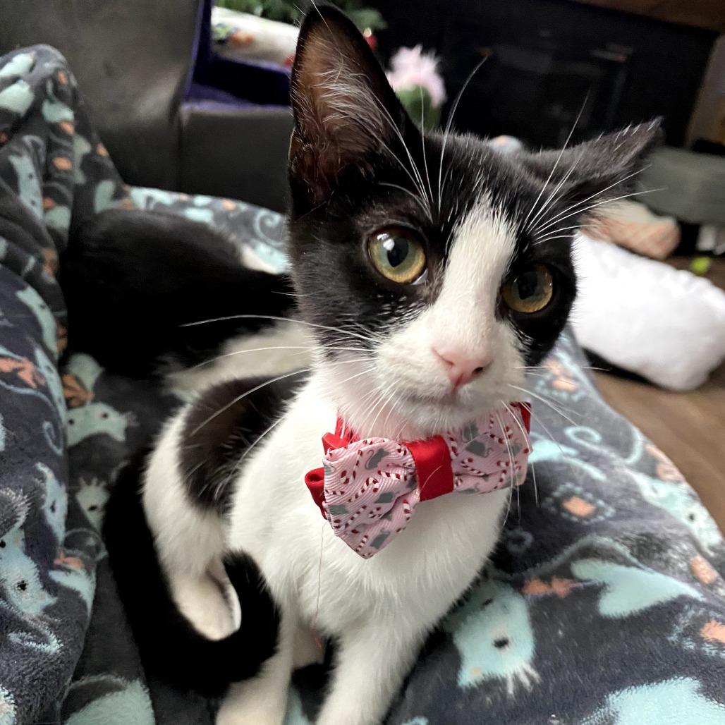 Enlarge Vi, a Adoptable Domestic Short Hair in Fort Worth, TX image 1/5