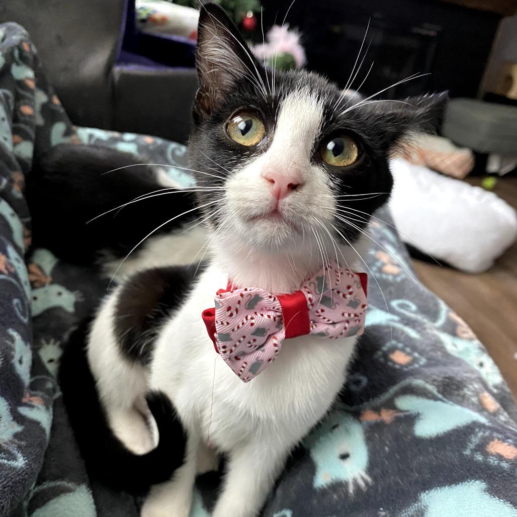 Enlarge Vi, a Adoptable Domestic Short Hair in Fort Worth, TX image 2/5