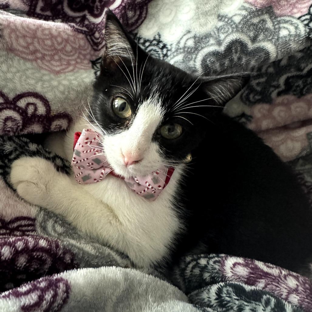 Enlarge Vi, a Adoptable Domestic Short Hair in Fort Worth, TX image 3/5