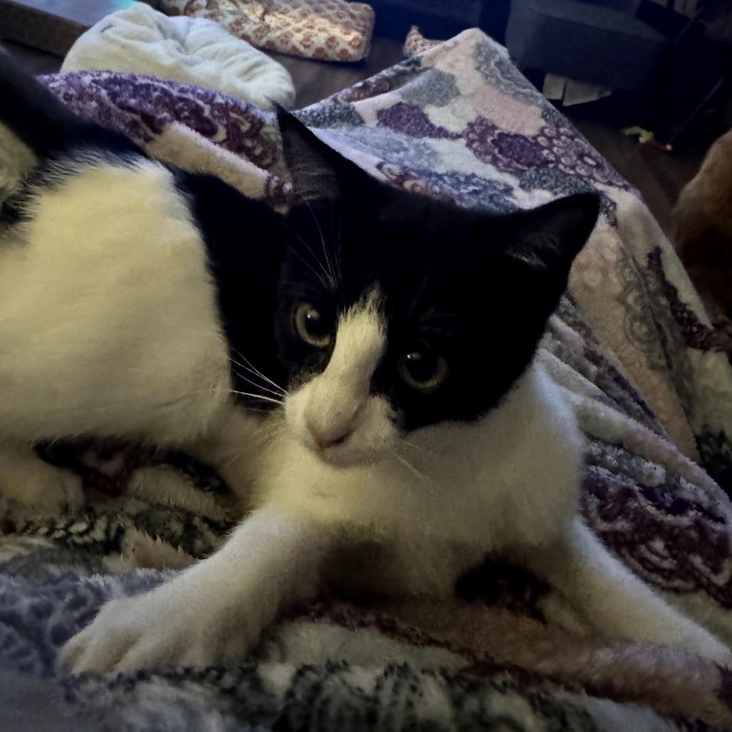 Enlarge Vi, a Adoptable Domestic Short Hair in Fort Worth, TX image 4/5