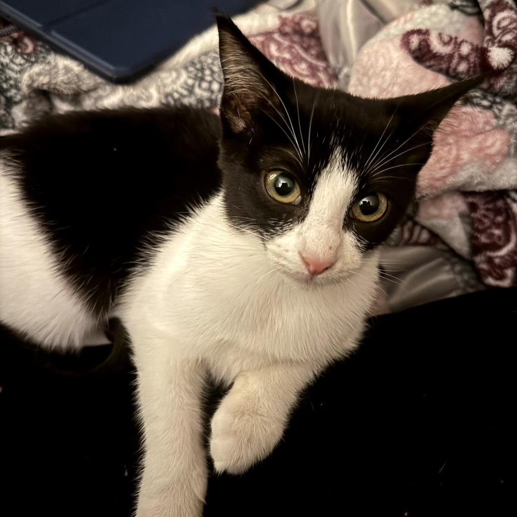 Enlarge Vi, a Adoptable Domestic Short Hair in Fort Worth, TX image 5/5