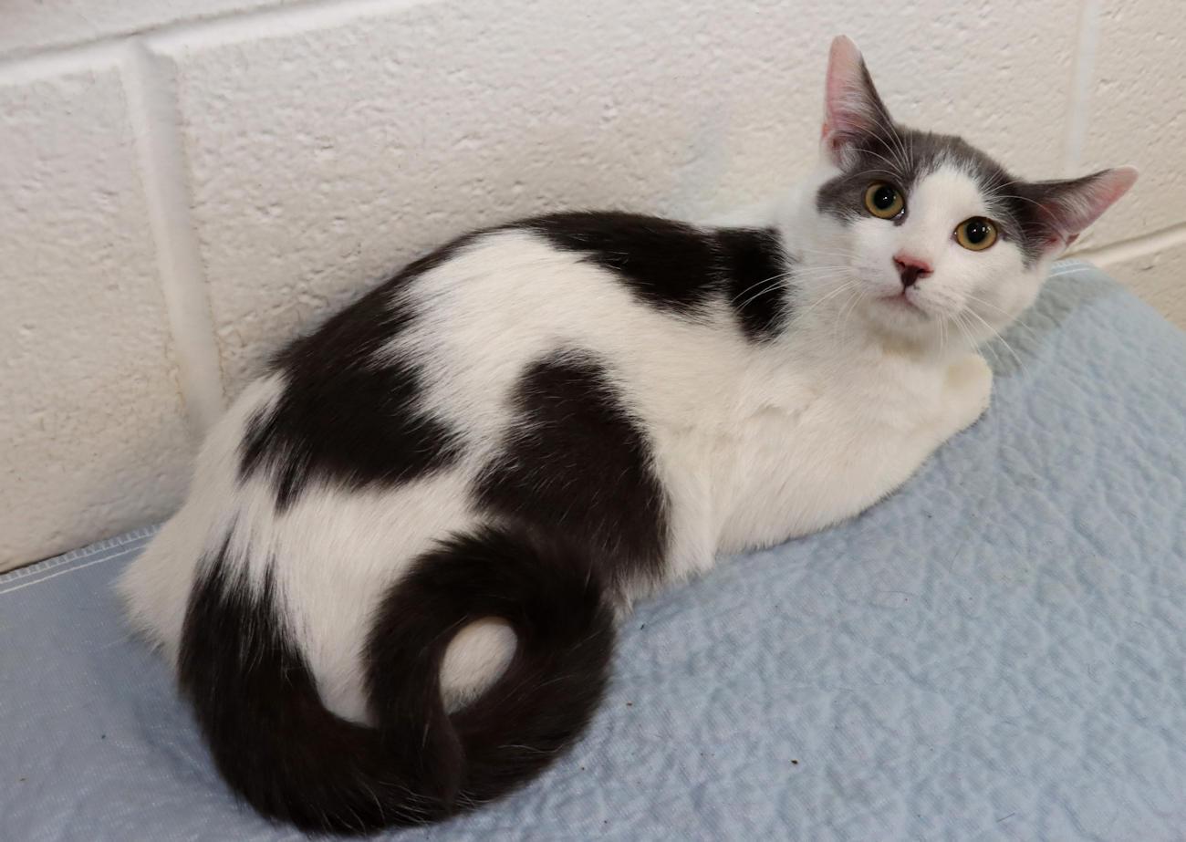 Enlarge Bernie, a Adoptable Domestic Short Hair in Euclid, OH image 3/5