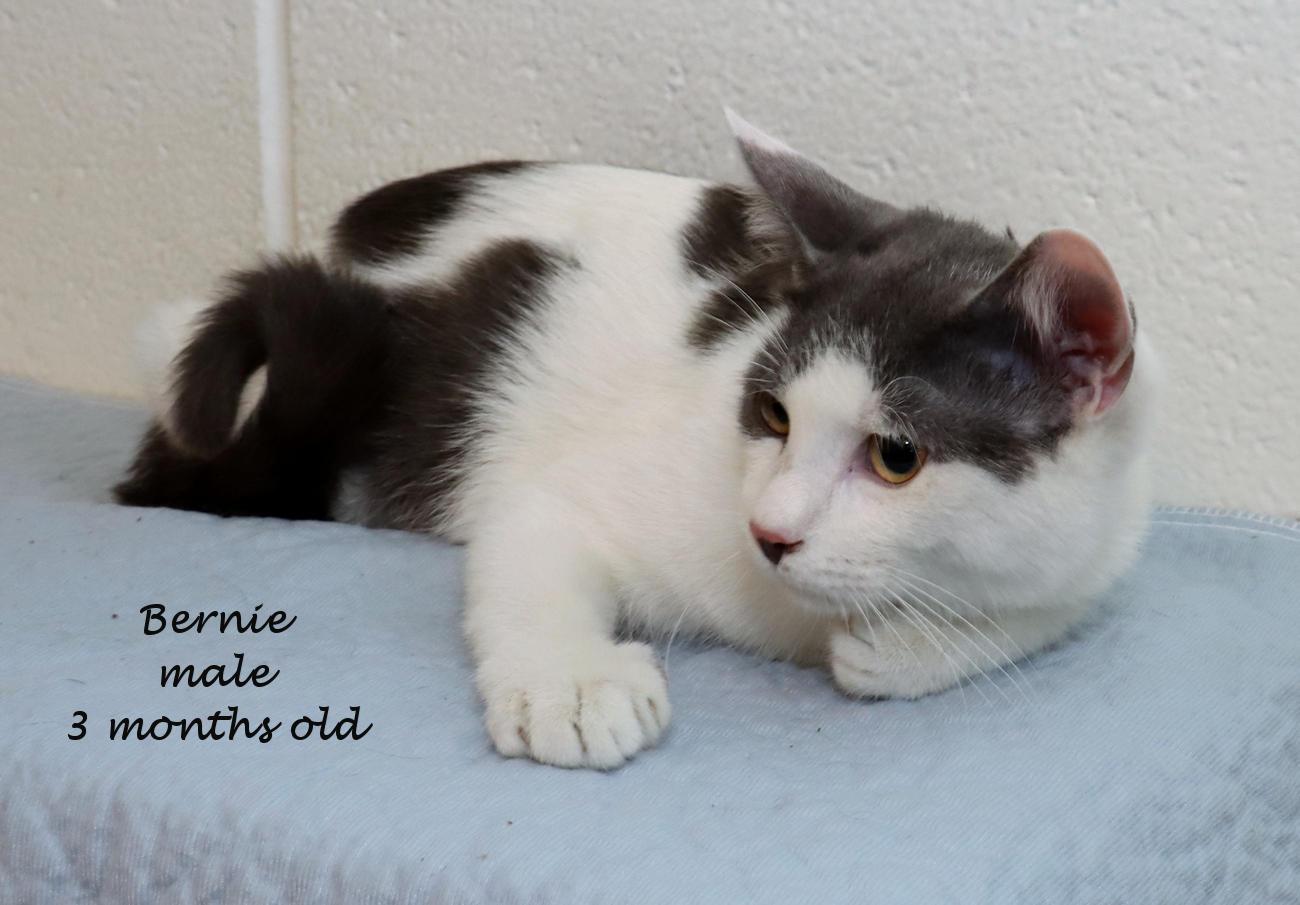 Enlarge Bernie, a Adoptable Domestic Short Hair in Euclid, OH image 2/5