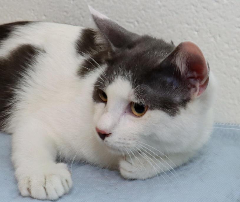 Bernie, Adoptable, Kitten Male Domestic Short Hair.