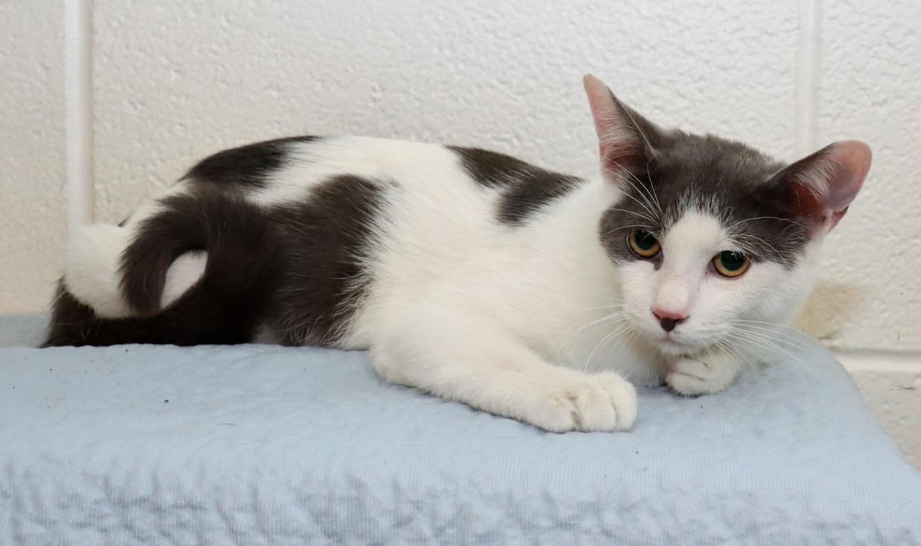 Enlarge Bernie, a Adoptable Domestic Short Hair in Euclid, OH image 4/5
