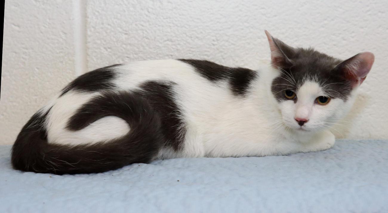 Enlarge Bernie, a Adoptable Domestic Short Hair in Euclid, OH image 5/5