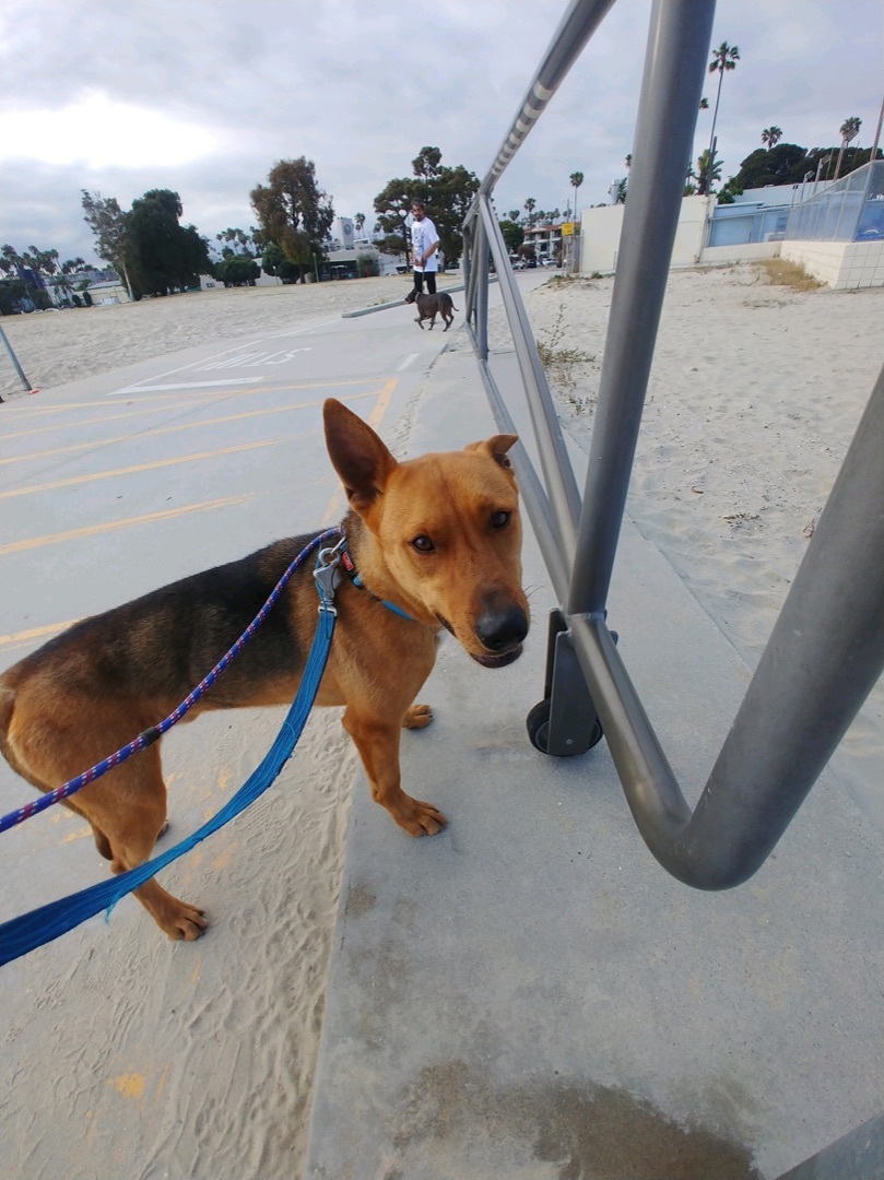 Enlarge Parker, a Adoptable mixed breed in Seattle, WA image 2/6