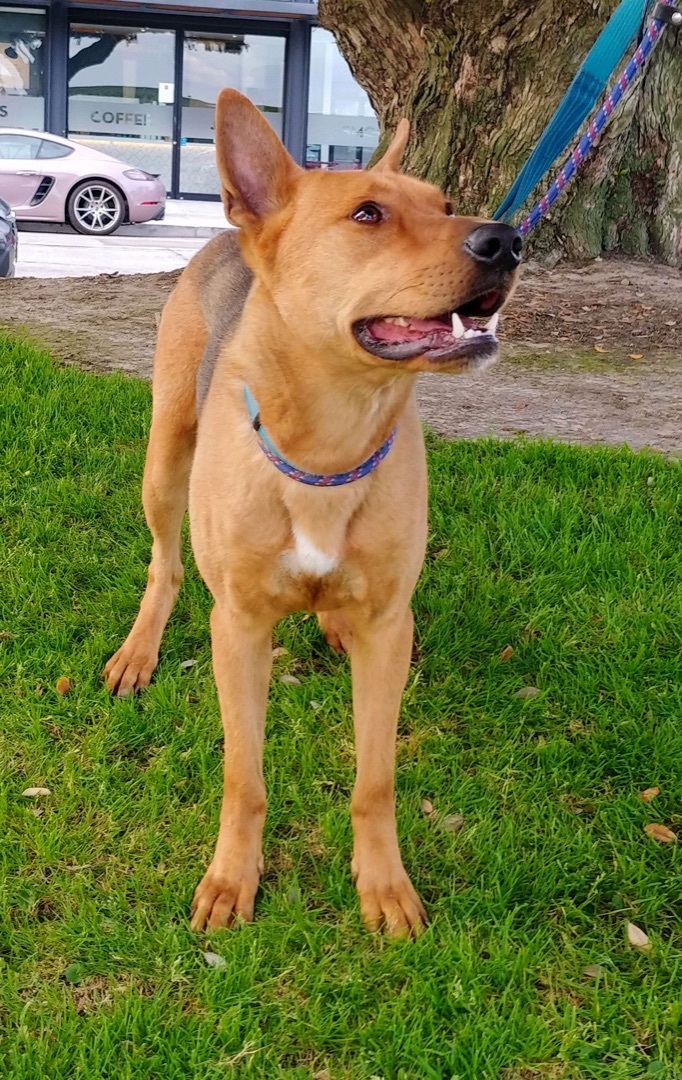 Enlarge Parker, a Adoptable mixed breed in Seattle, WA image 4/6