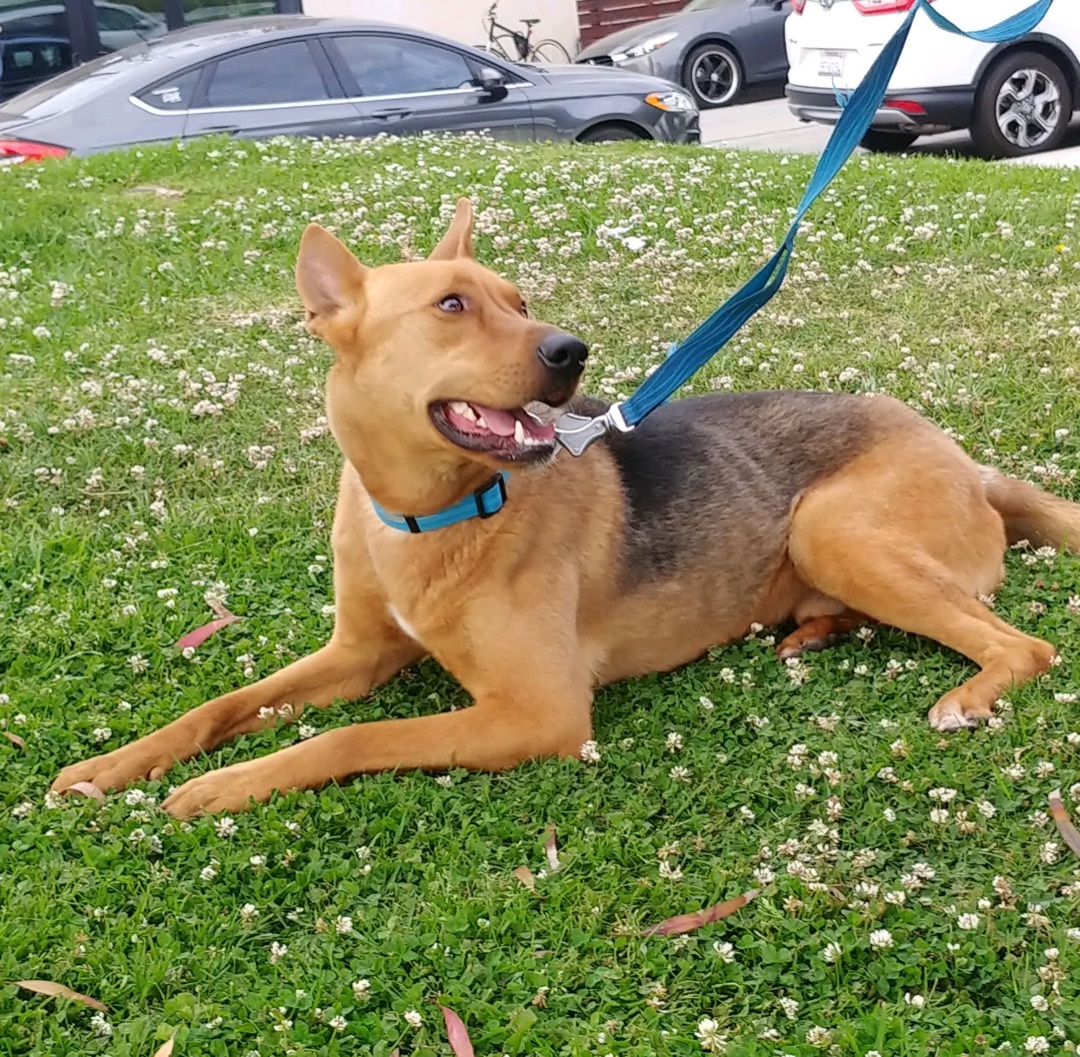 Enlarge Parker, a Adoptable mixed breed in Seattle, WA image 5/6