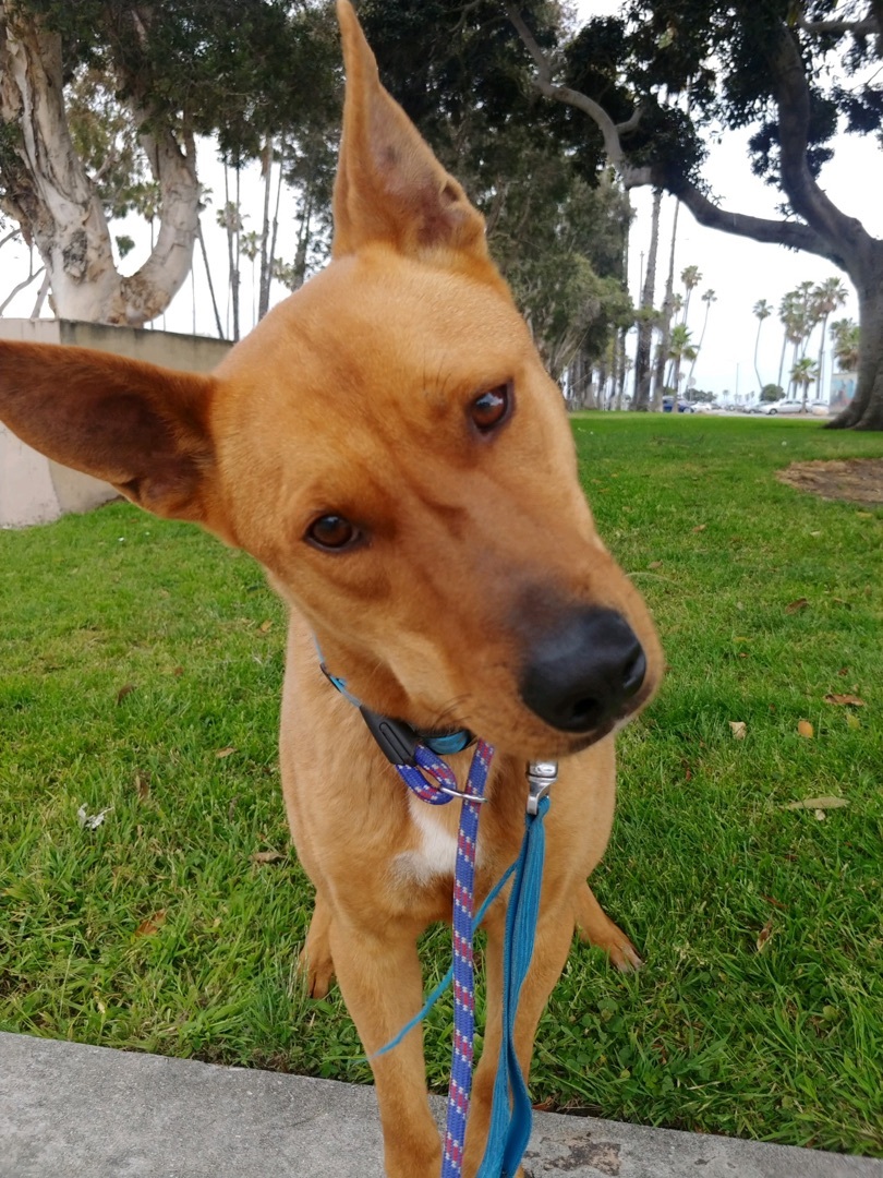 Parker, Adoptable, Adult Male Carolina Dog & Akita.