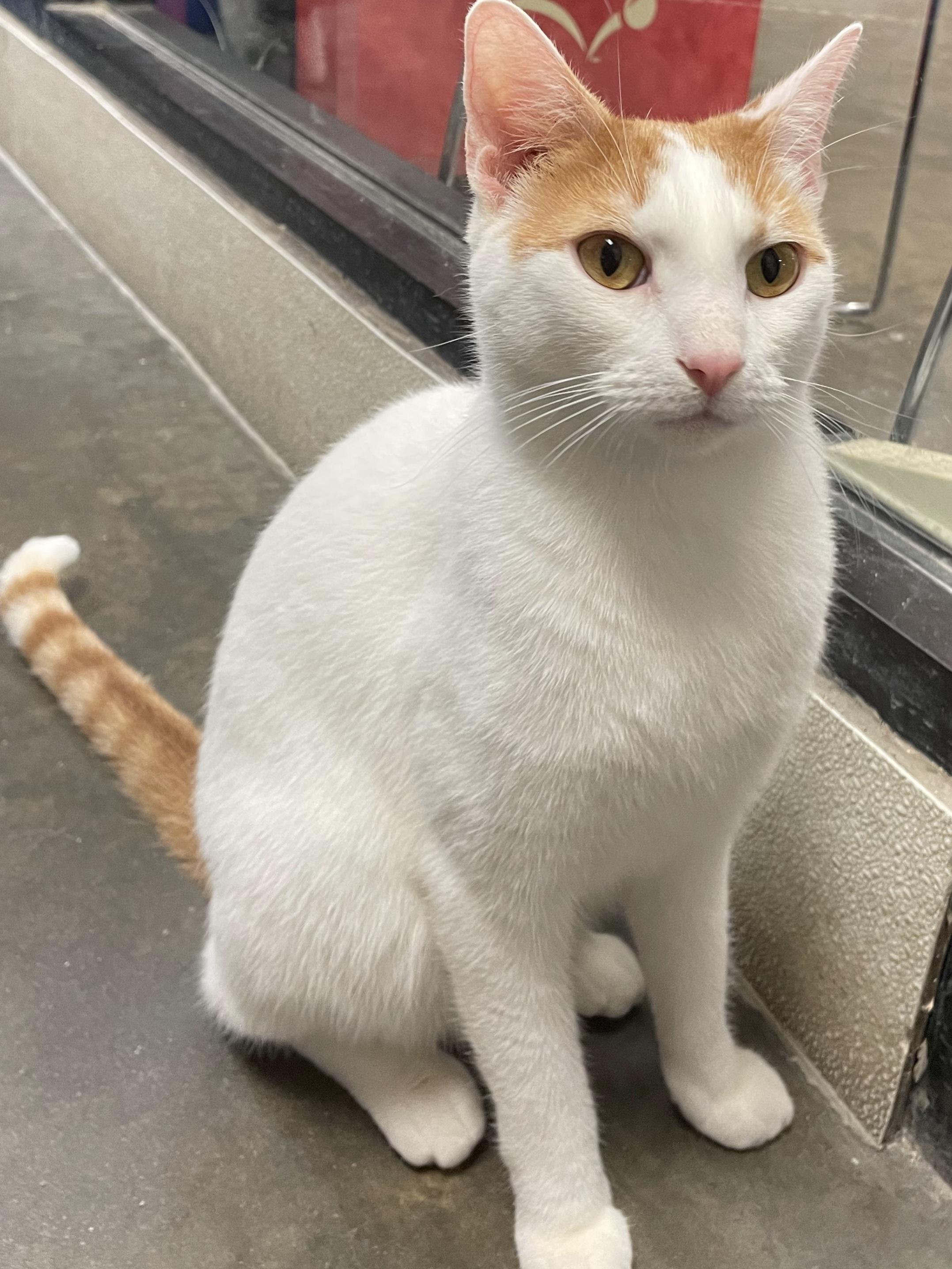 Patches, ADOPTABLE, Adult Male Domestic Short Hair.