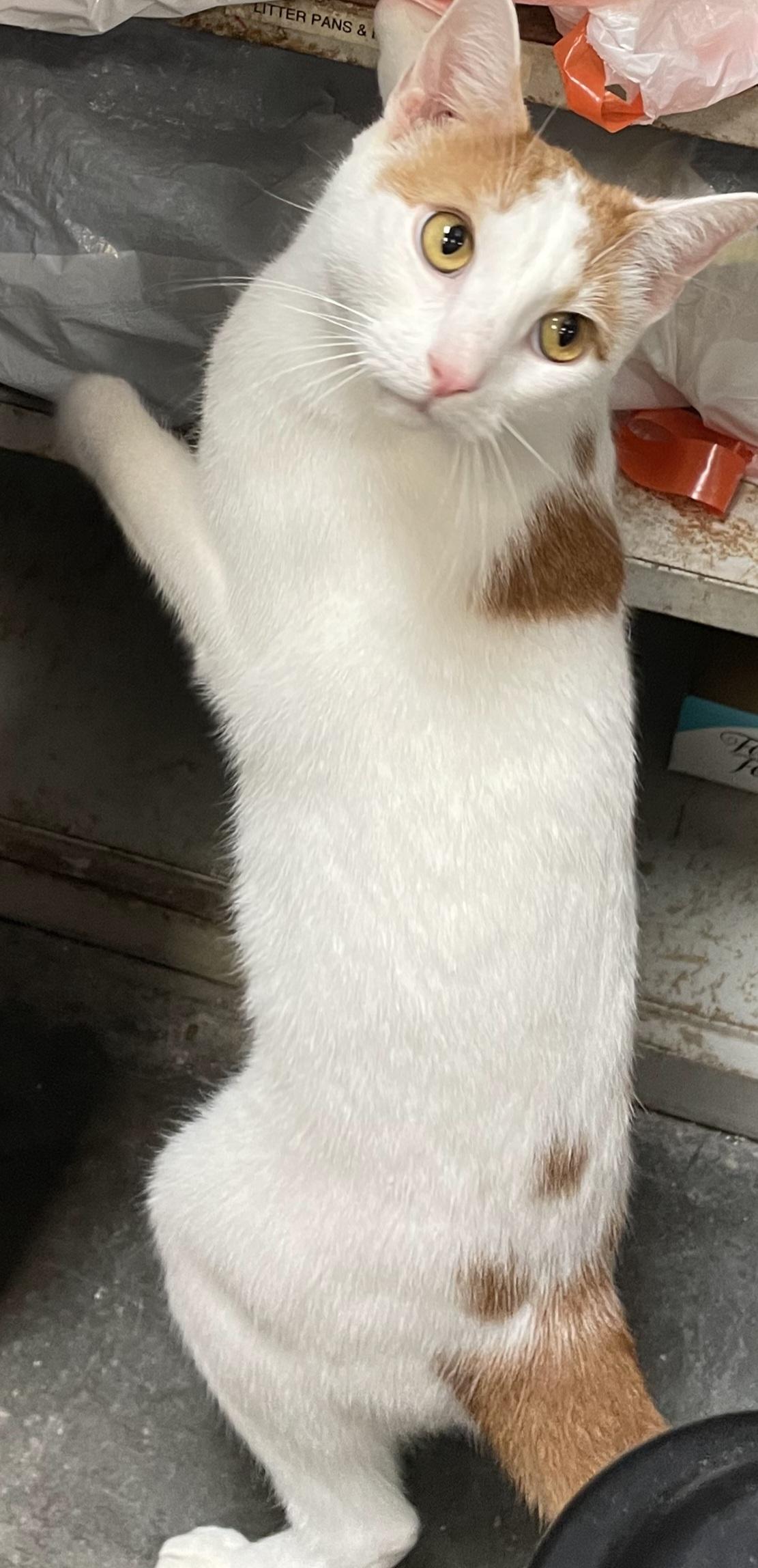 Enlarge Patches, a ADOPTABLE Domestic Short Hair in Morganton, NC image 4/4