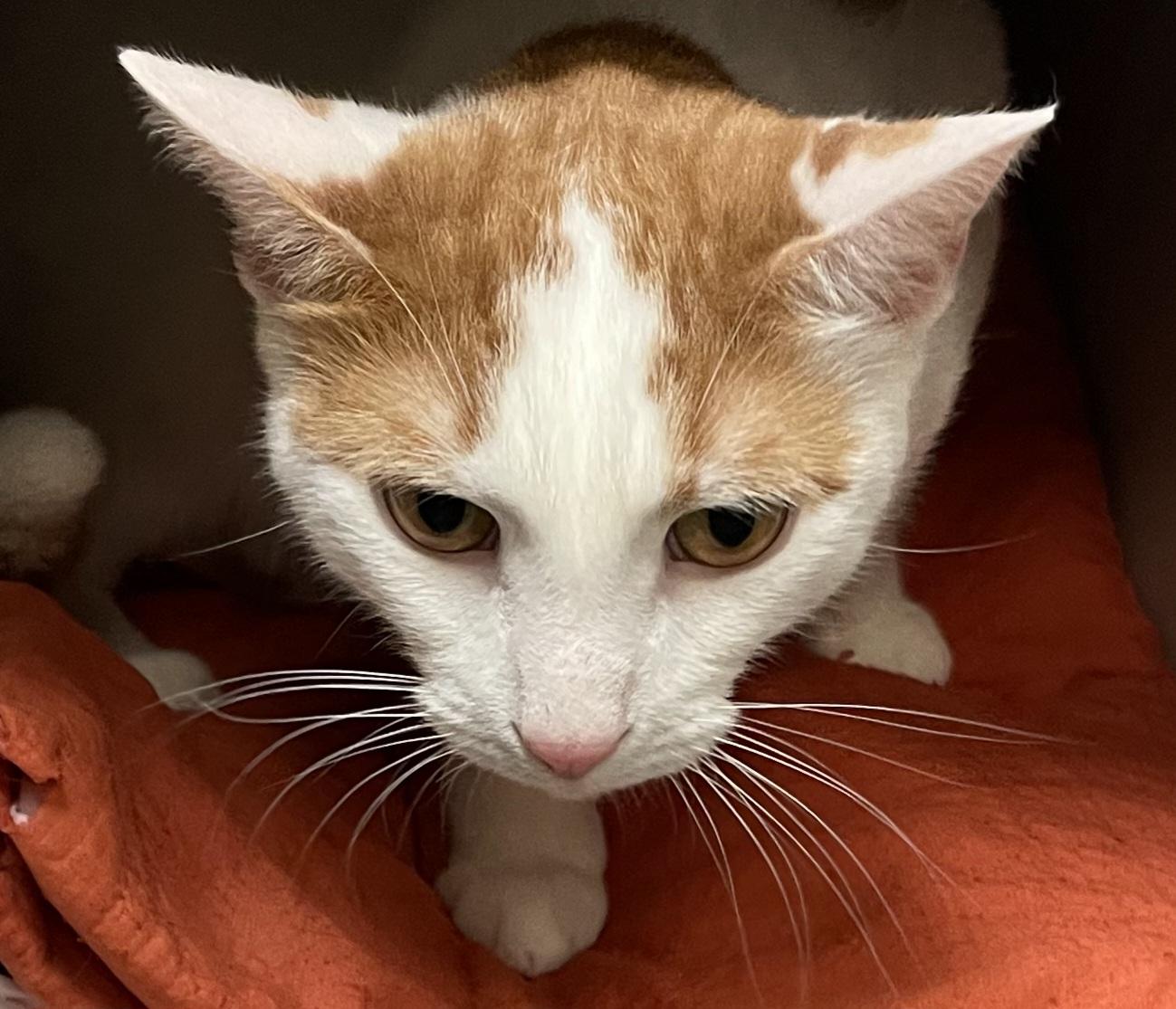 Enlarge Patches, a ADOPTABLE Domestic Short Hair in Morganton, NC image 2/4