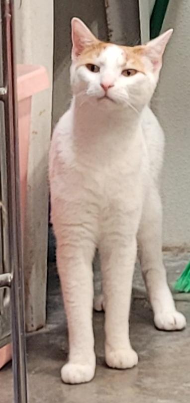 Enlarge Patches, a ADOPTABLE Domestic Short Hair in Morganton, NC image 3/4