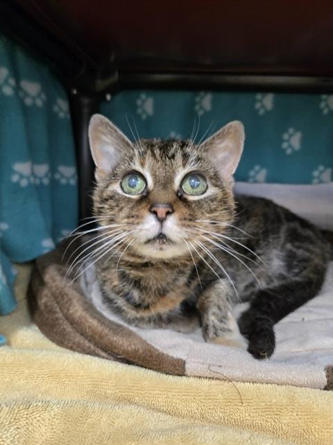 MONA, Adoptable, Senior Female Domestic Short Hair.