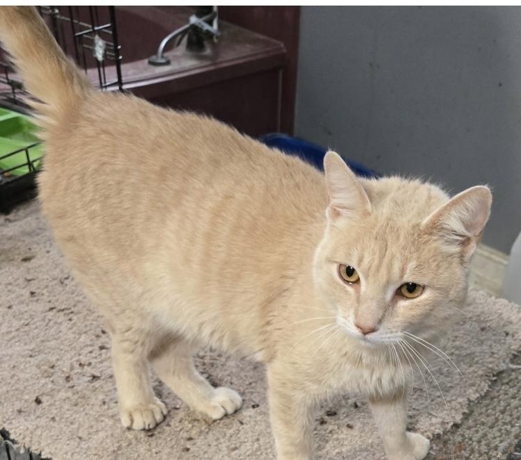 Biff, Adoptable, Young Male Domestic Short Hair.