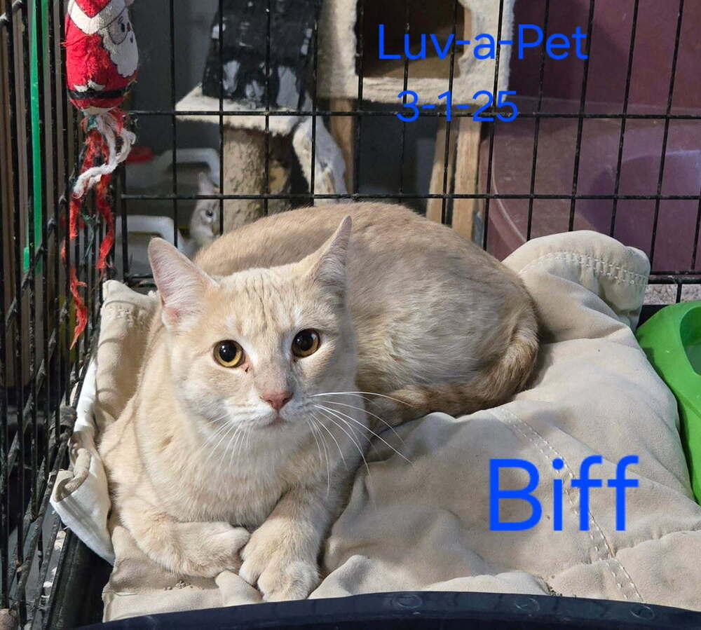 Biff, a Adoptable Domestic Short Hair image 2/2