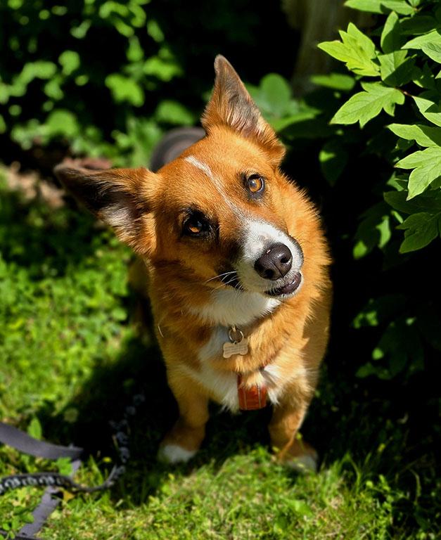 Cooper, Adopted, Young Male Corgi & Border Collie.