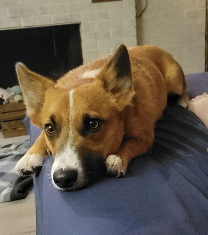 Enlarge Cooper, a Adopted mixed breed in Chesterfield, MO image 2/5