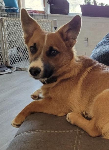 Enlarge Cooper, a Adopted mixed breed in Chesterfield, MO image 4/5