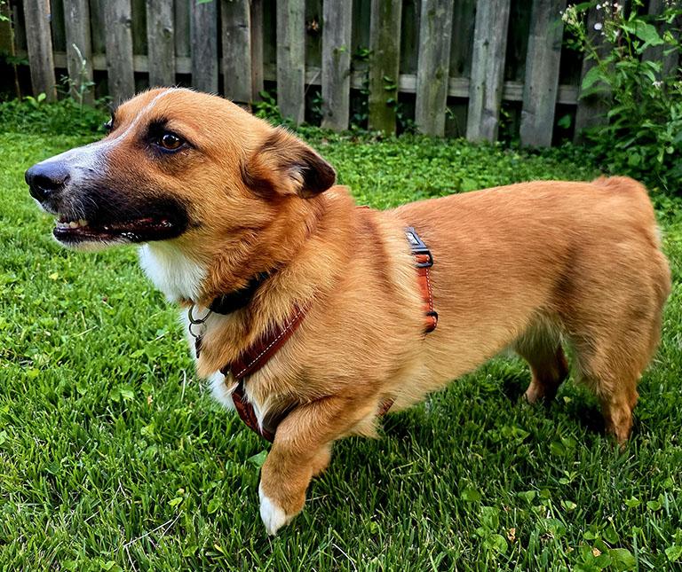 Enlarge Cooper, a Adopted mixed breed in Chesterfield, MO image 3/5