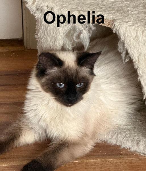 Enlarge Ophelia Dri.  (sweet Himalayan kitty), an adopted Himalayan in Stowe, PA image 1/1