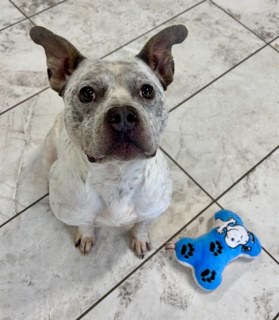 Enlarge JINGLE, a Adoptable mixed breed in Kalamazoo, MI image 1/1