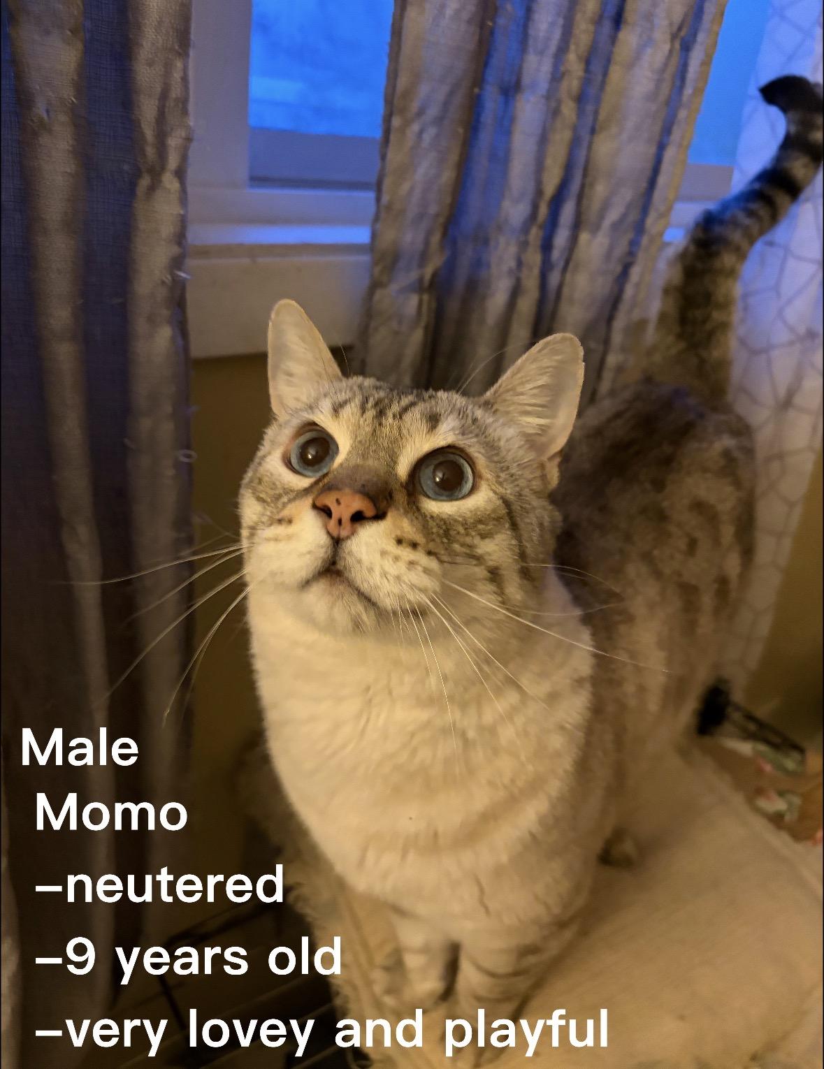 Momo, Adopted, Adult Male Siamese.