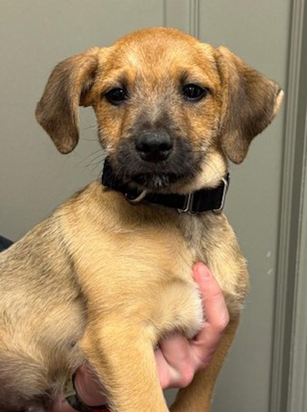 Pebble, Adoptable, Puppy Male Terrier & Dachshund.