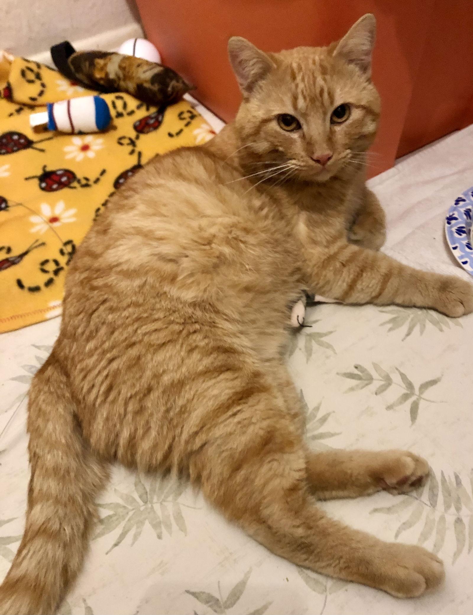 Brodie, Adopted, Adult Male Domestic Short Hair.