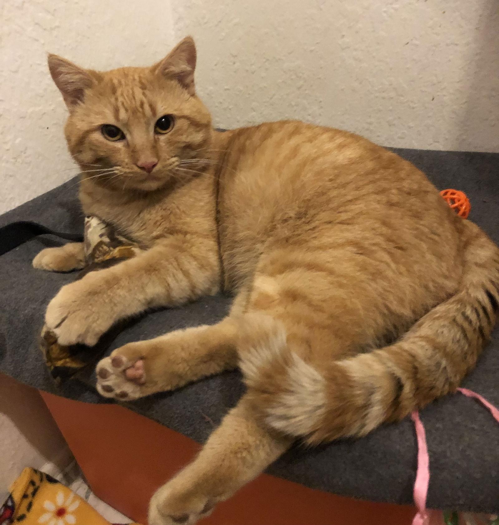 Enlarge Brodie, a Adopted Domestic Short Hair in Mission Viejo, CA image 2/3
