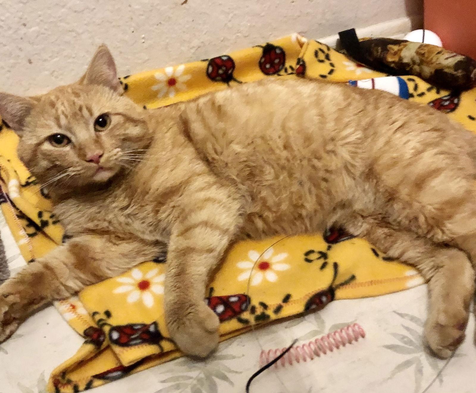 Enlarge Brodie, a Adopted Domestic Short Hair in Mission Viejo, CA image 3/3