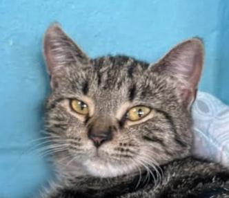 Laurel, an adoptable Domestic Short Hair in Long Beach, NY image 4/6